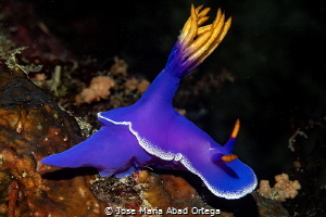 Hypselodoris apolegma by Jose Maria Abad Ortega 